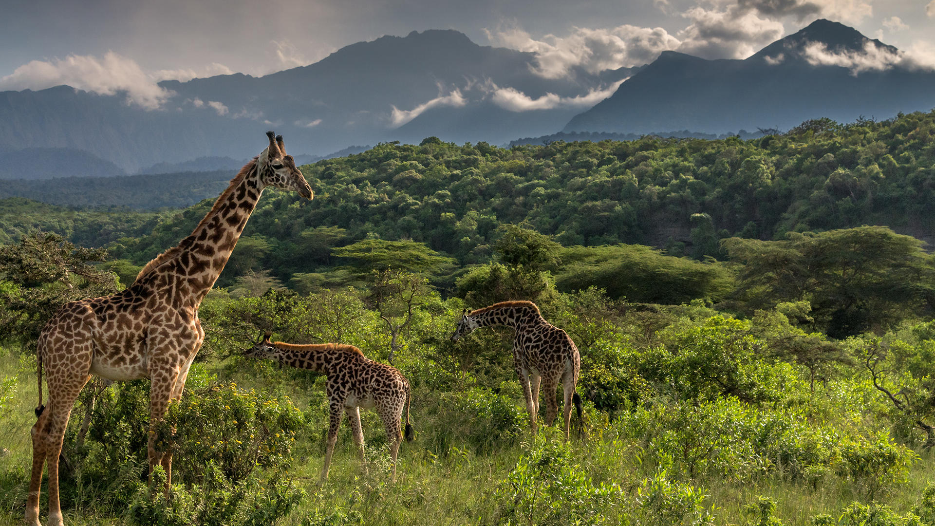 Why Tanzania is the most lovable safari destination