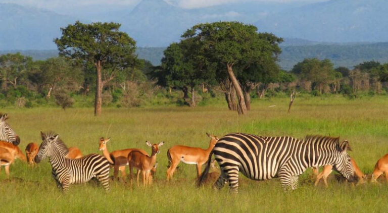 best time to visit Tanzania