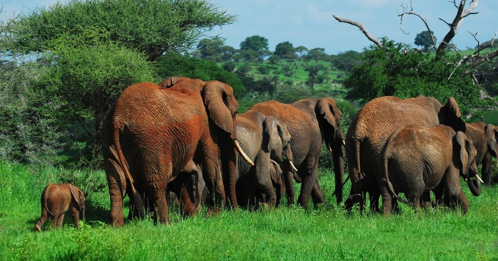 elephants, herd of elephants, tarangire national park, wildlife, wilderness, animals, mammals, nature, fauna, africa, pachyderm