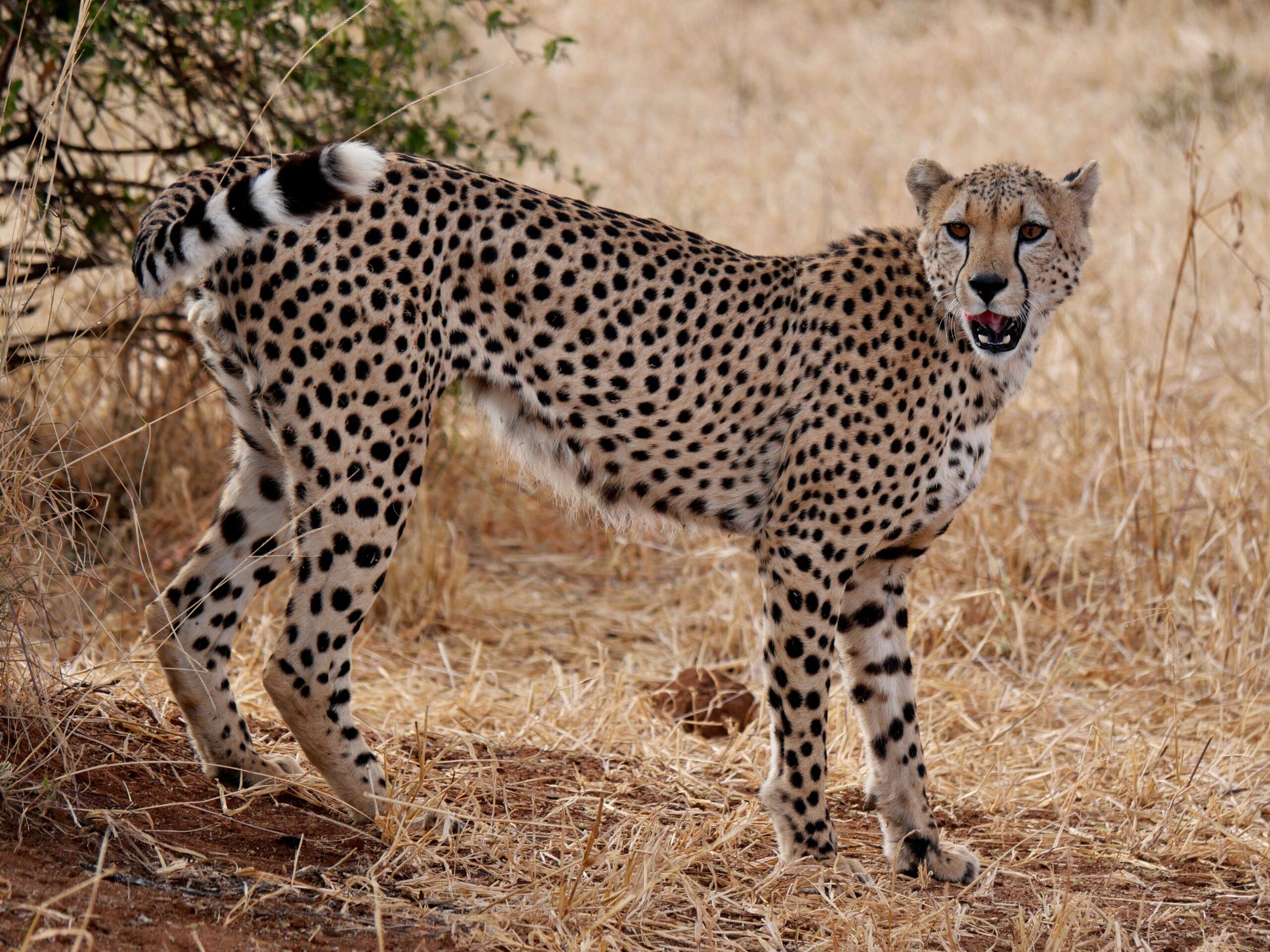 Cheetah standing in the savannah, showcasing its majestic spots and natural habitat.
