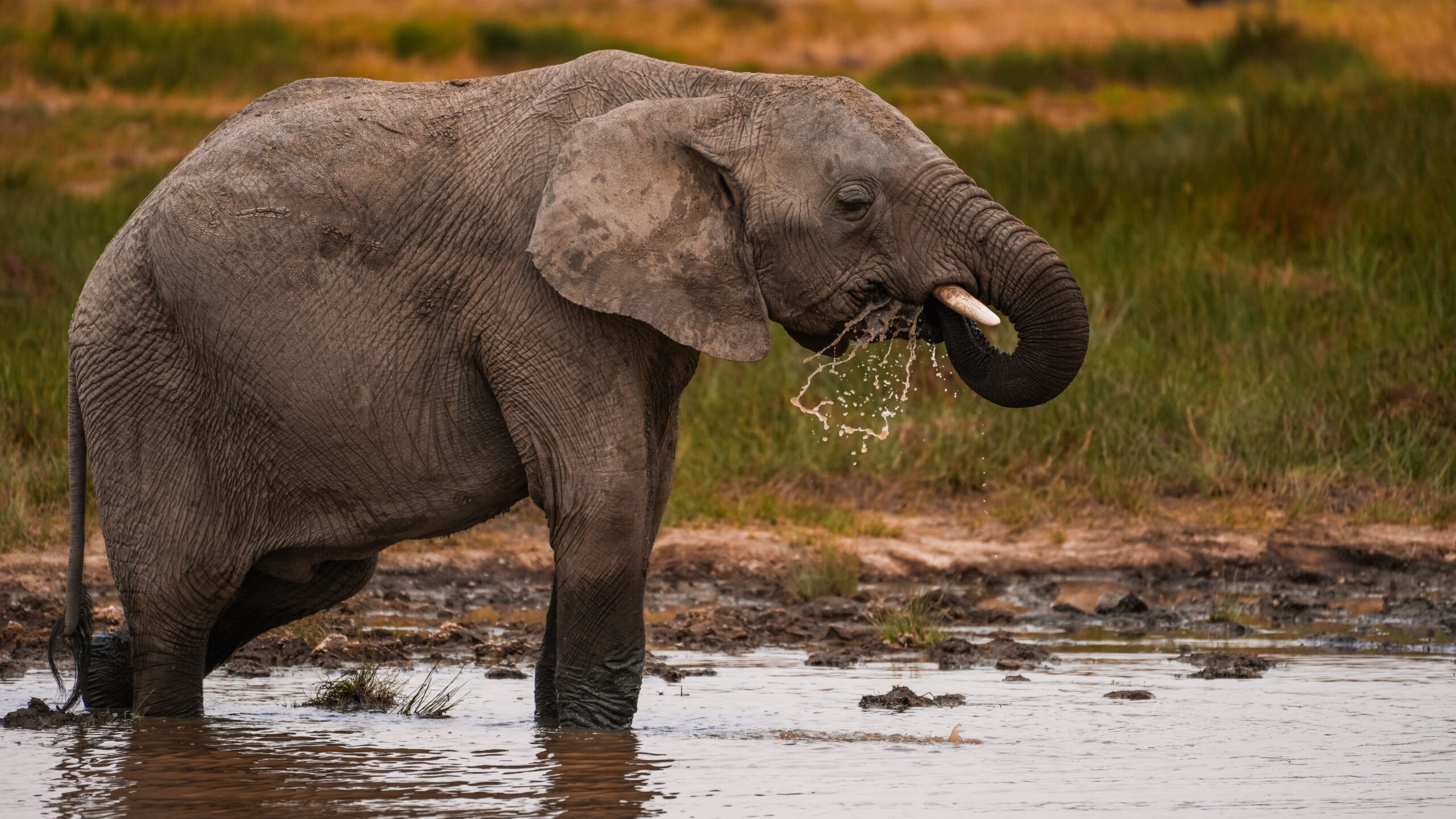 A majestic African elephant drinks water from a muddy waterhole in Tanzania's wilderness.