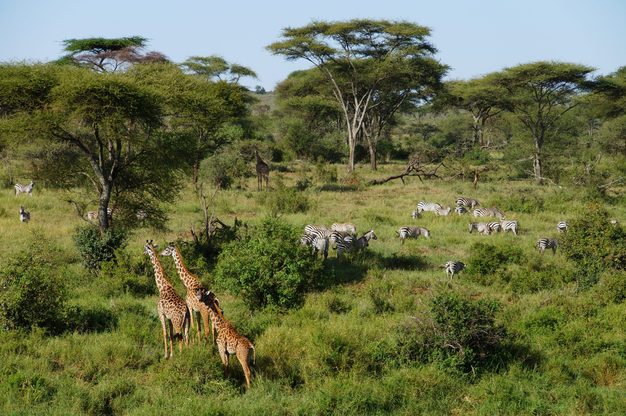 Majestic giraffes and zebras roam amidst the verdant landscape of Tanzania's Arusha Region, showcasing African wildlife.