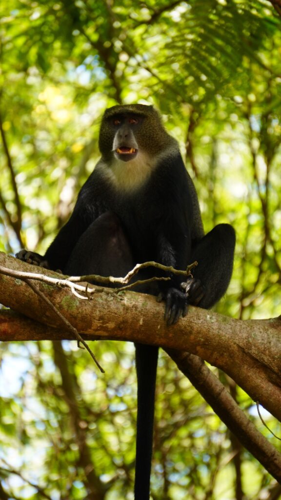 Red-tailed monkey sitting gracefully on a branch in lush Arusha forest.