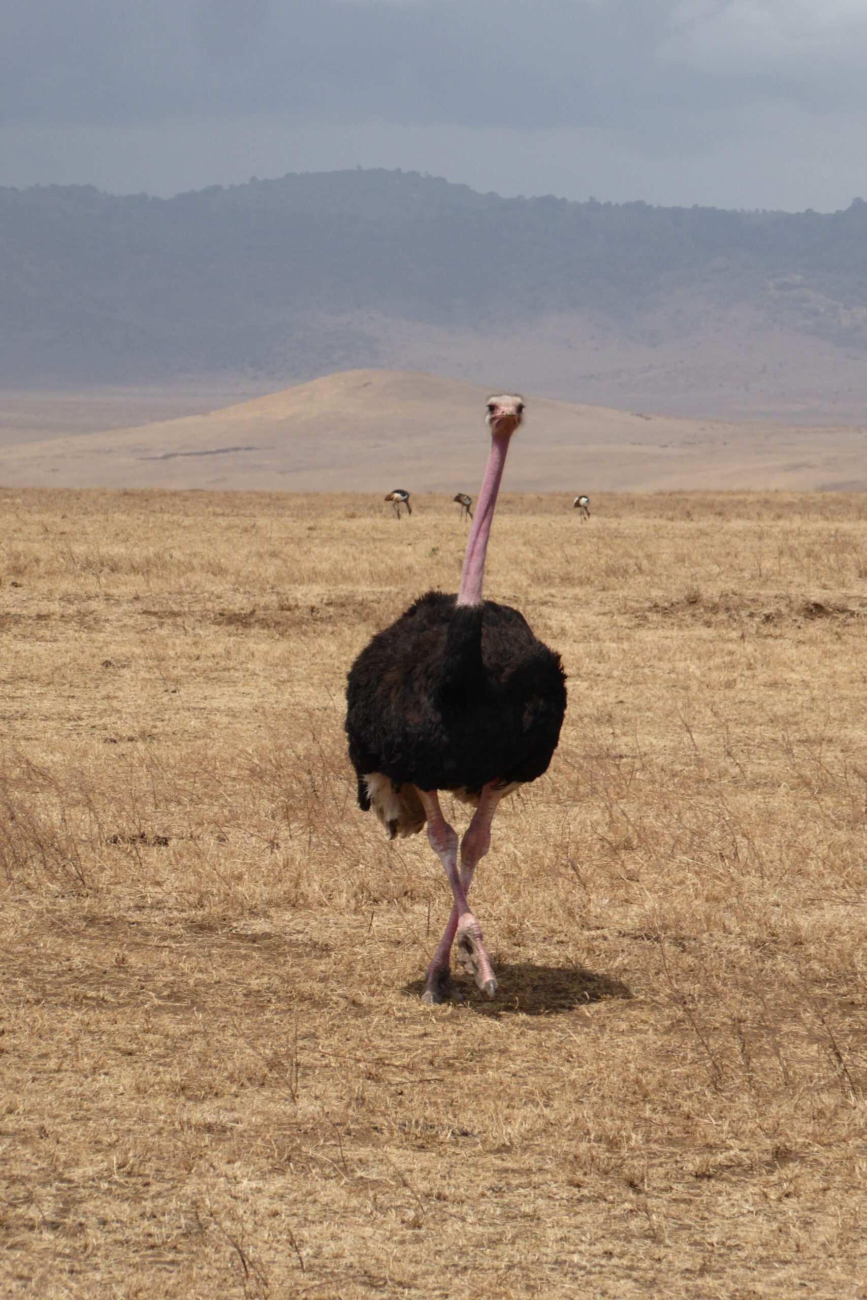 Capture of a wild ostrich roaming the expansive grasslands of Arusha, Tanzania.